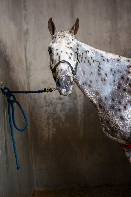 Horse Care in the Heat of Summer